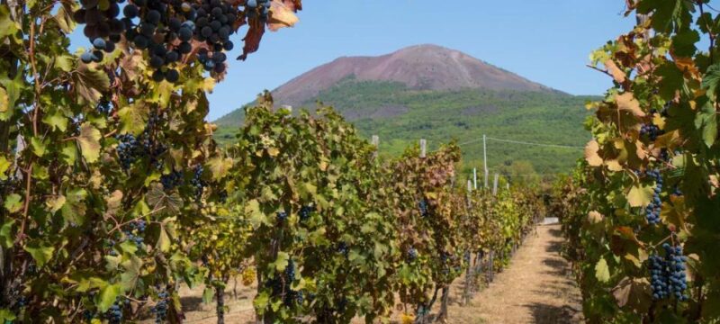 Pompei & Vesuvius Private Day With Stop Lunch in the Winery - Important Information