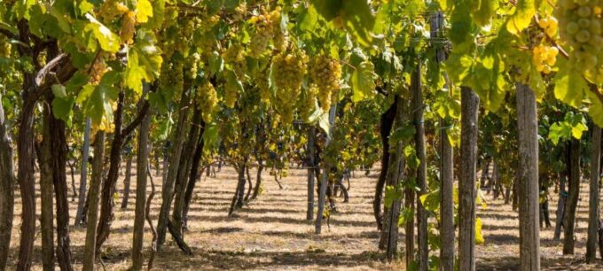 Pompei & Vesuvius Private Day With Stop Lunch in the Winery - Pickup and Drop-off Locations