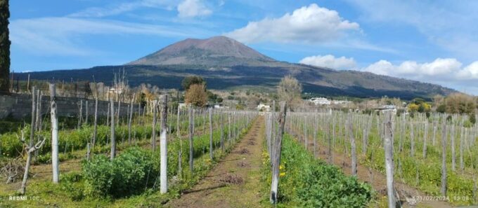 Pompeii and Wine Tasting Tour - Wine Tasting Experience