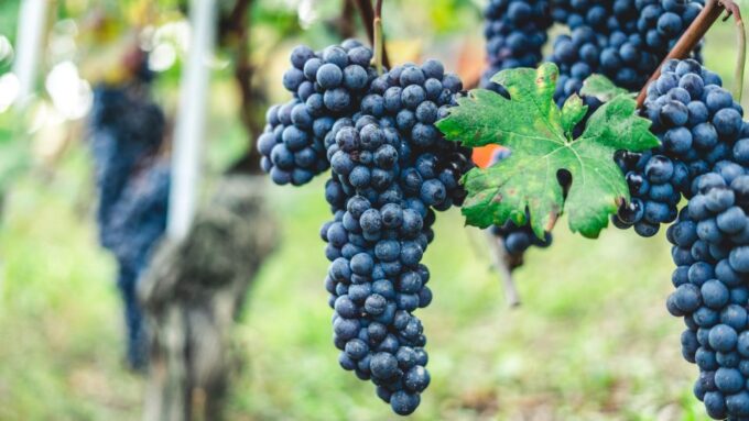 Pompeii: Archaeological Ruins Tour With Lunch & Wine Tasting - Savouring Lunch and Vesuvian Wines