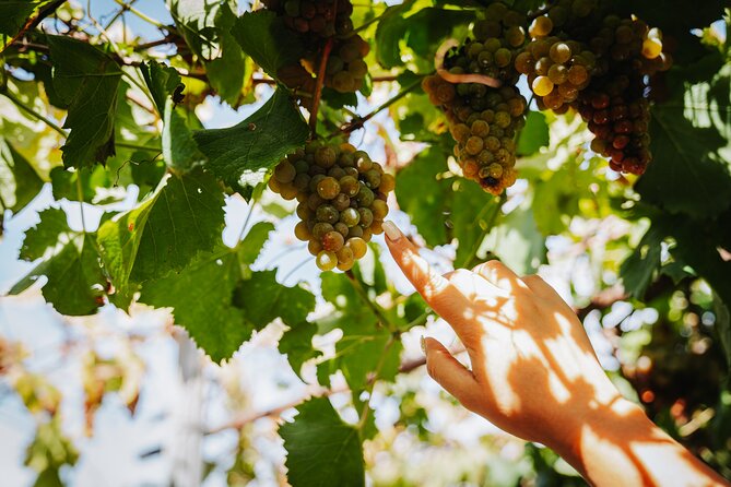 Pompeii Guided and Trip to Two Wineries With Lunch - Winery Lunch and Pairing