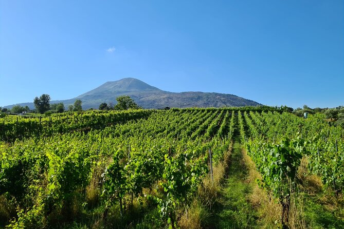 Pompeii Guided and Trip to Two Wineries With Lunch - Past Traveler Reviews