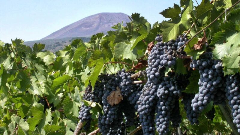 Pompeii: Guided Tour & Wine Tasting at Mt. Vesuvius - Important Information