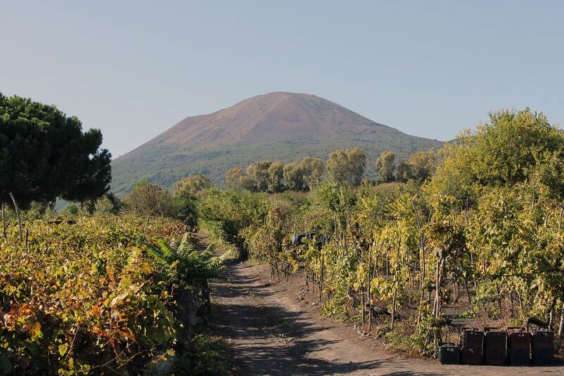 Pompeii Official Guide Private Tour and Vineyard Experience - Itinerary Details