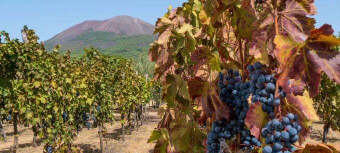 Pompeii Official Guide Private Tour and Vineyard Experience - Exploring Pompeiis Ruins