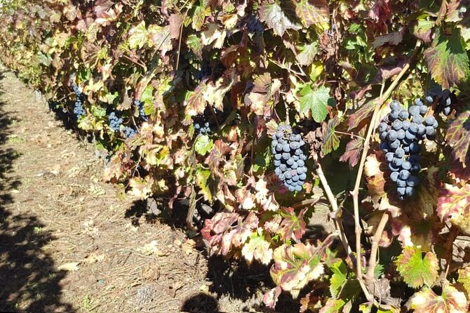 Pompeii Ruins and Wine Tasting - Tasting the Flavors of Campania