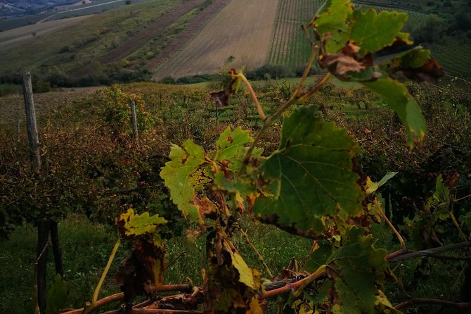 Pompeii Ruins and Wine Tasting - Unforgettable Highlights of the Tour