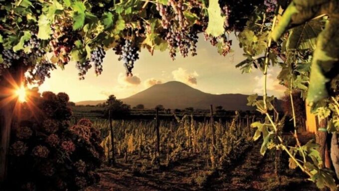 Pompeii Ruins and Wine Tasting Tour - Tour Highlights