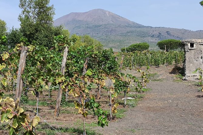 Pompeii Ruins and Wine Tour From Positano - Inclusions and Pricing