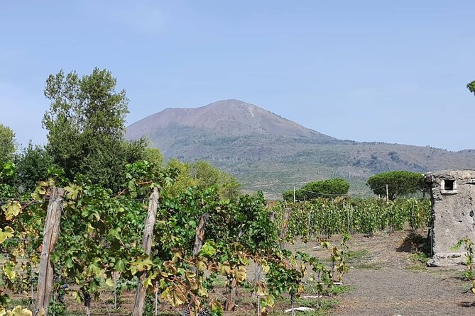 Pompeii Ruins and Wine Tour From Sorrento - Wine Tasting in the Region
