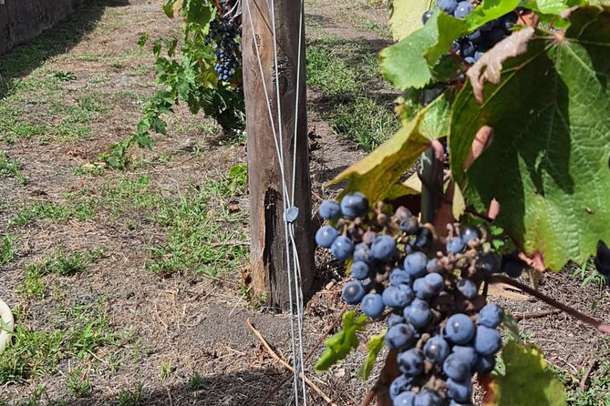Pompeii Ruins and Wine Tour From Sorrento - Customer Reviews and Ratings