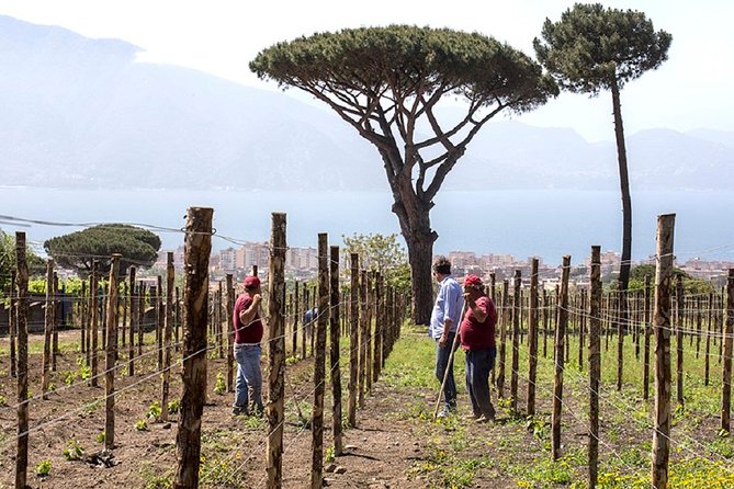 Pompeii Ruins & Wine Tasting With Lunch on Vesuvius With Private Transfer - Itinerary and Duration