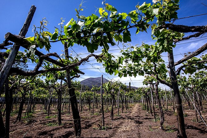 Pompeii Tour + Wine & Food Tasting at Mt. Vesuvius - Meeting and Pickup