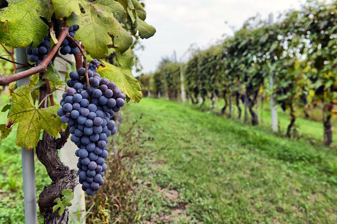Pompeii, Vesuvius, Wine Tasting and Light Lunch All Inclusive - Wine Tasting Experience