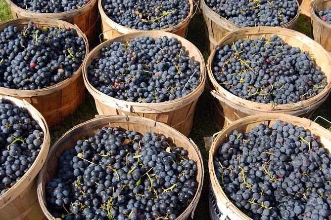 Pompeii, Vesuvius, Wine Tasting and Light Lunch All Inclusive - Inclusions and Benefits