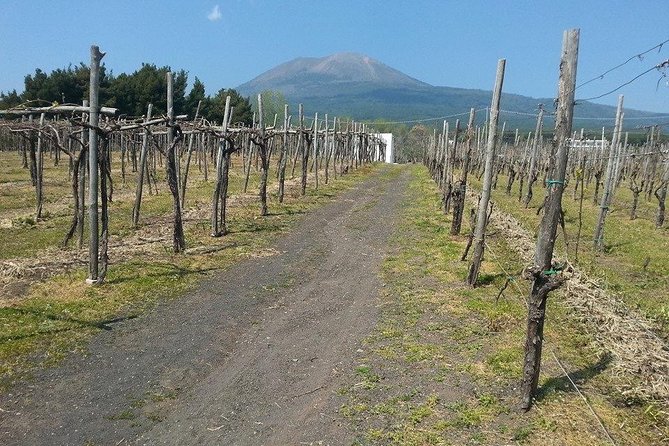 Pompeii-Vesuvius-Wine Tour From Sorrento, Licensed Guide Included - Inclusions and Fees