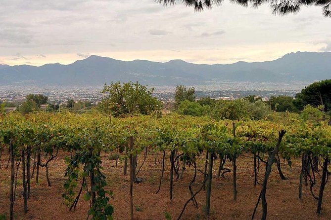 Pompeii & Vesuvius With Lunch & Wine Tasting From Positano - Tasting the Wines of Campania
