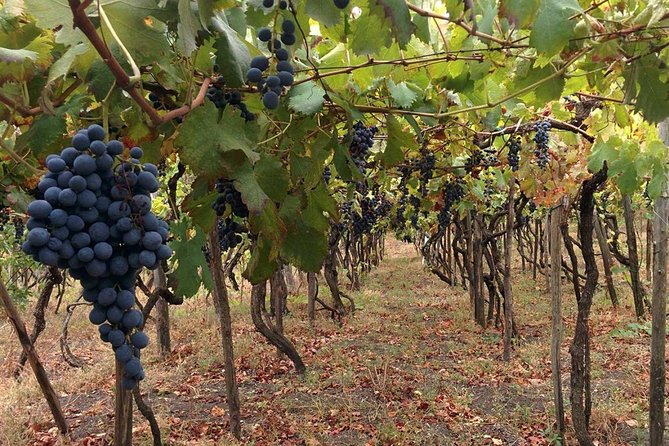 Pompeii & Vesuvius With Wine Tasting From the Coast - Reviews and Feedback