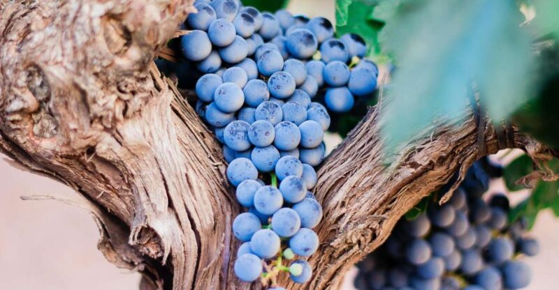 Pompeii & Wine Tasting From Naples - Inclusions