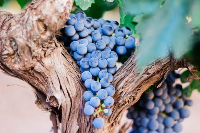 Pompeii & Wine Tasting From Naples - Frequently Asked Questions