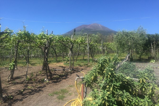 Pompeii With Lunch and Wine Tasting - A Closer Look at the Tour Reviews