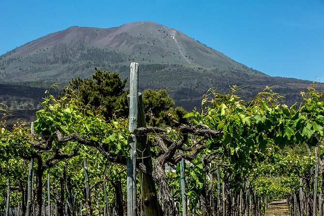 Pompeii With Wine Tasting and Lunch From Naples - Traveler Reviews and Feedback