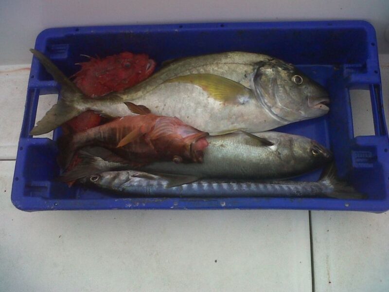 Ponta Delgada: 4-hour Half-Day Sport Fishing Adventure - Fishing Experience