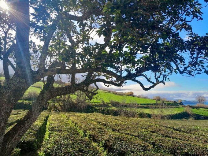 Ponta Delgada: East Circle, Furnas Volcano, & Northeast Tour - Frequently Asked Questions