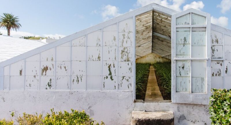 Ponta Delgada: Pineapple Wine Tasting and Pineapple Tour - Experience Highlights