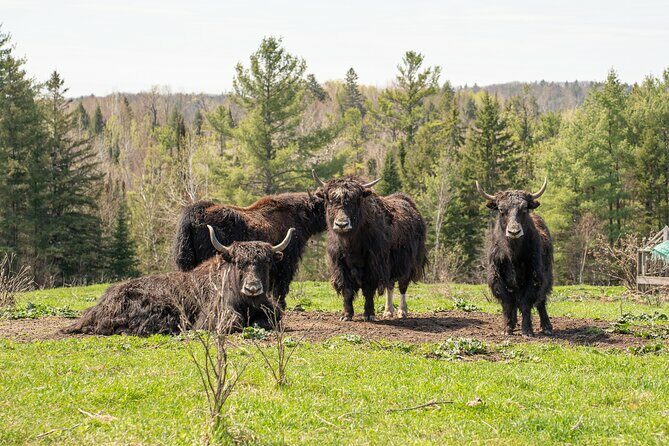 Pontiac Farm Tour - Day Trip From Ottawa & Gatineau - What Makes the Pontiac Farm Tour Special?