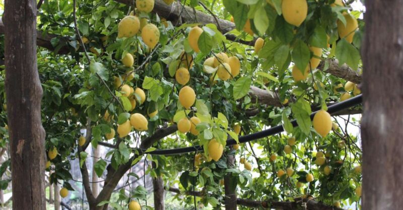 Pontone, Amalfi Coast: Walk in the Lemon Grove With Tasting - Important Information