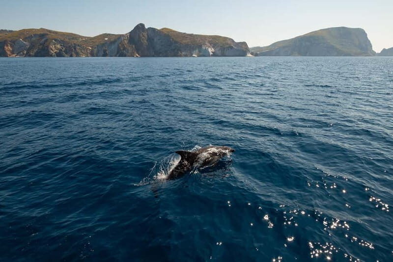 Ponza: Palmarola & Ponza Island Cruise With Swimming & Lunch - Inclusions and Amenities
