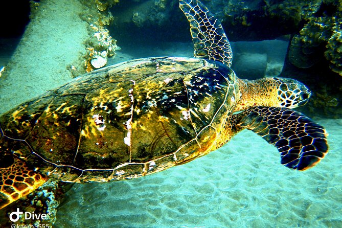 Pool Scuba Lesson and Shore Dive in Maui - Nearby Public Transportation