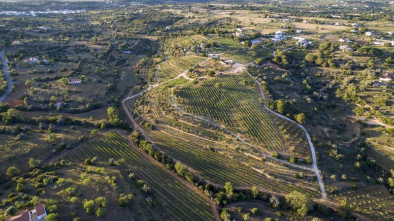 Porches: Algarve Vineyard Tour and Wine Tasting Experience - Key Points
