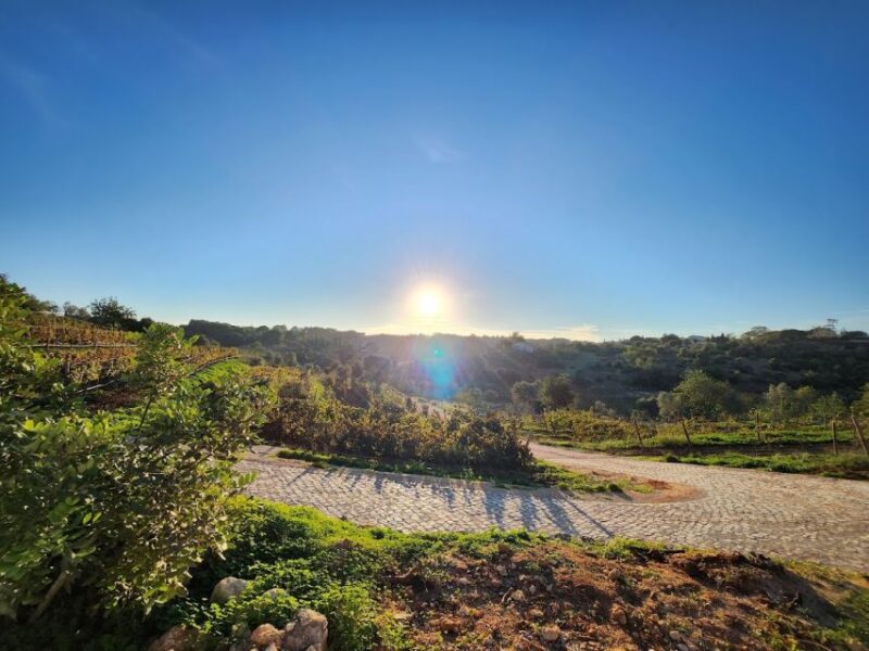 Porches: Algarve Vineyard Tour and Wine Tasting Experience - Key Points