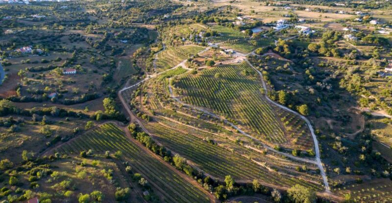 Porches: Algarve Vineyard Tour and Wine Tasting Experience - Wine Tasting Details