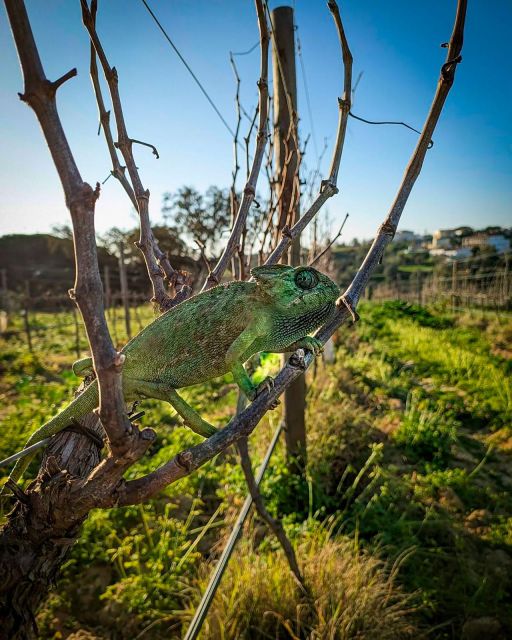Porches: Exclusive Wine Tasting Experience - Wine and Food Pairing