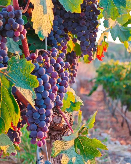 Porches: Exclusive Wine Tasting Experience - Frequently Asked Questions