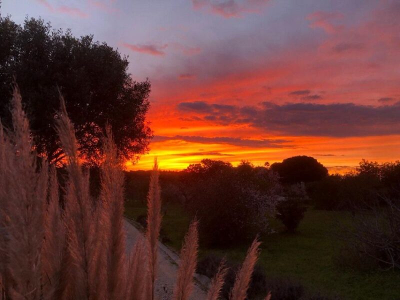 Porches: Vineyard Picnic Experience in the Algarve - Suitability and Important Information