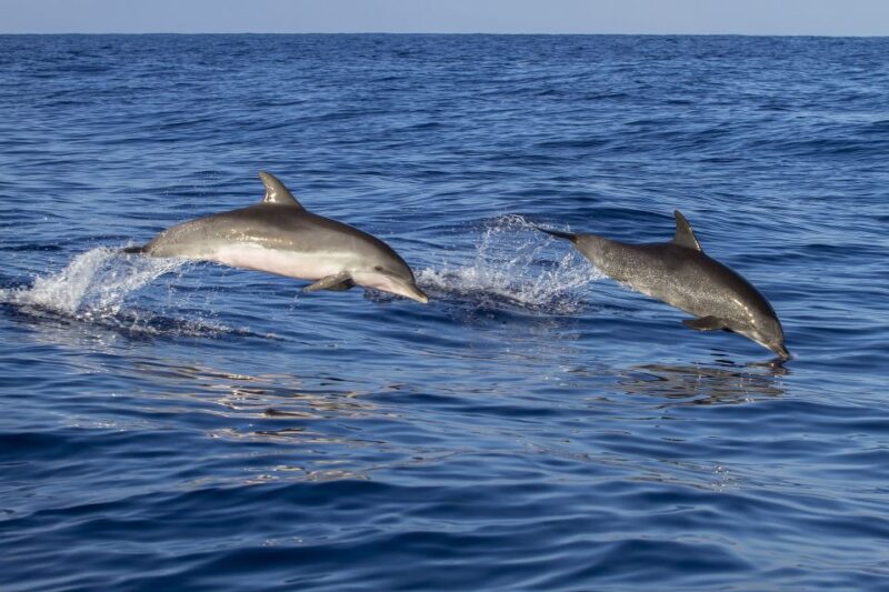 Poreč: Dolphin Spotting Cruise With Included Drinks - Tour Inclusions