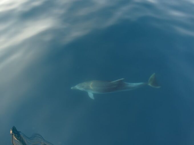 Poreč: Dolphin Spotting Cruise With Included Drinks - Booking Information
