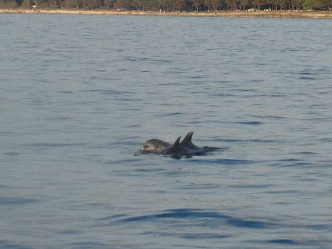 Poreč: Dolphin Spotting Cruise With Included Drinks - Frequently Asked Questions