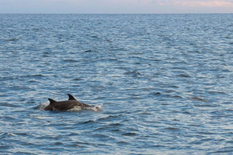 Poreč: Evening Boat Trip to Discover Dolphins - Inclusions and Amenities
