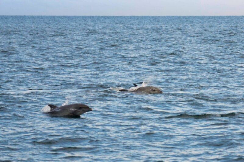 Poreč: Evening Boat Trip to Discover Dolphins - Booking and Cancellation