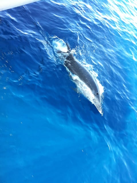 Poreč: Sunset Dolphin Safari Cruise With Drinks - Good To Know