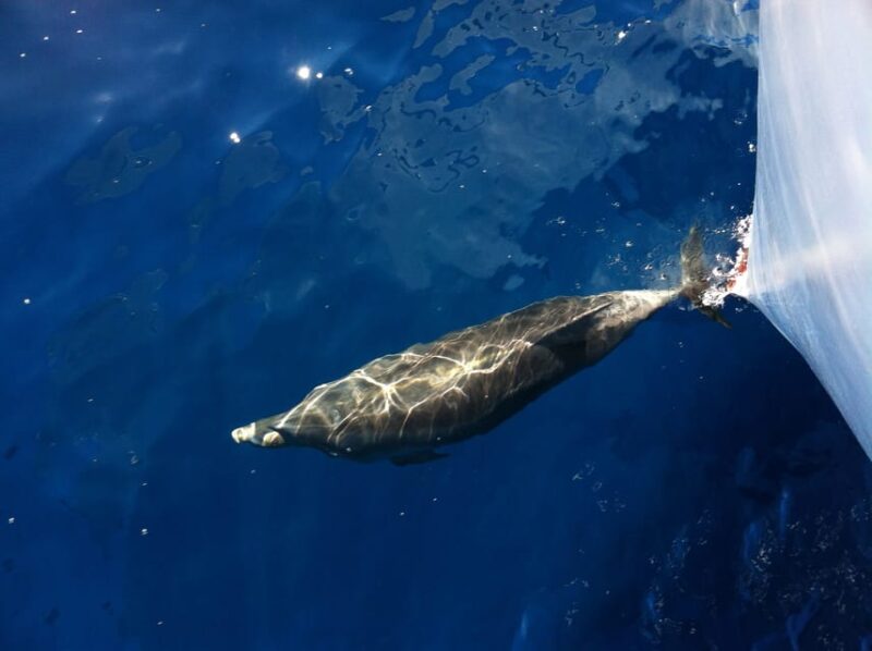 Poreč: Sunset Dolphin Safari Cruise With Drinks - Cancellation Policy