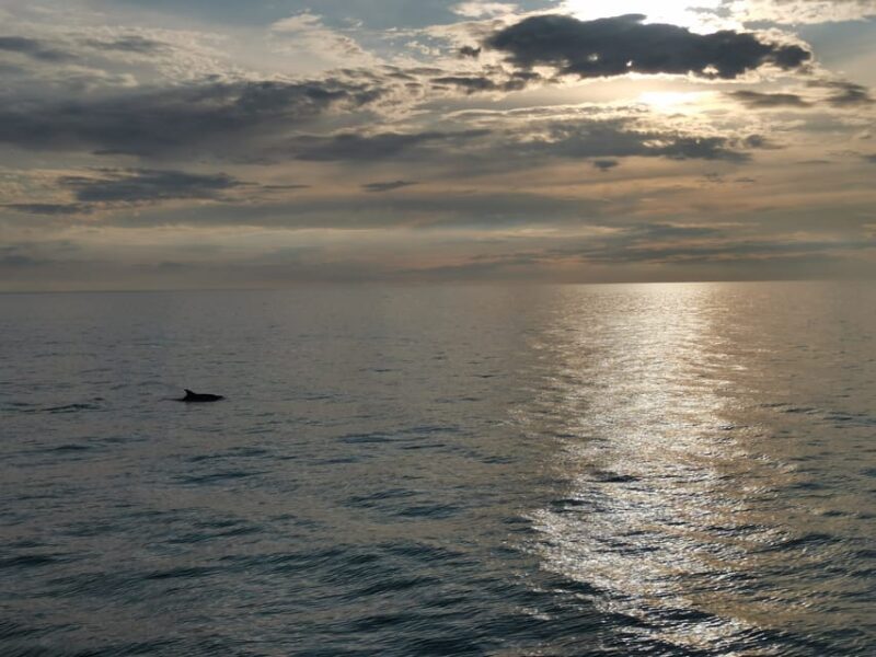 Poreč: Sunset Dolphin Safari Cruise With Drinks - Reservation Information