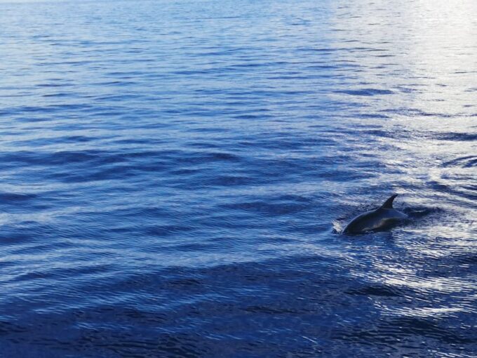 Poreč: Sunset Dolphin Safari Cruise With Drinks - Meeting Point