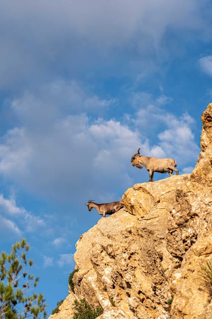 Port Andratx: Hiking Tour Into the Sunset to Sant Elm - Frequently Asked Questions