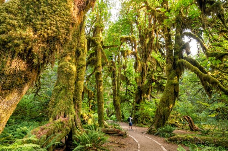 Port Angeles: Olympic National Park Driving Audio Tour - What to Bring and Important Information